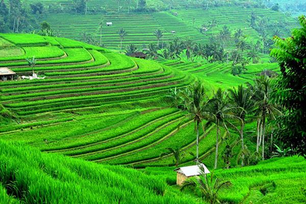 West of Bali : Jati luwih rice terraces,tanah lot temple  Image